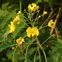 Caesalpinia pulcherrima (L.) Sw.